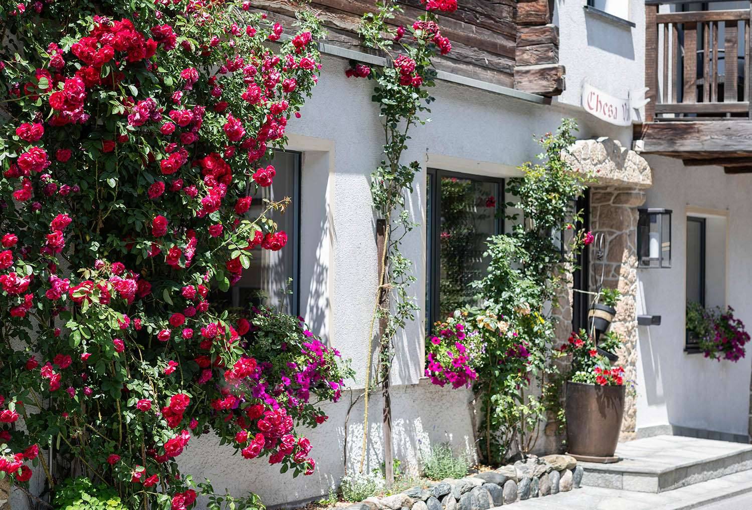 Roses at the entrance of Hotel Chesa Valese