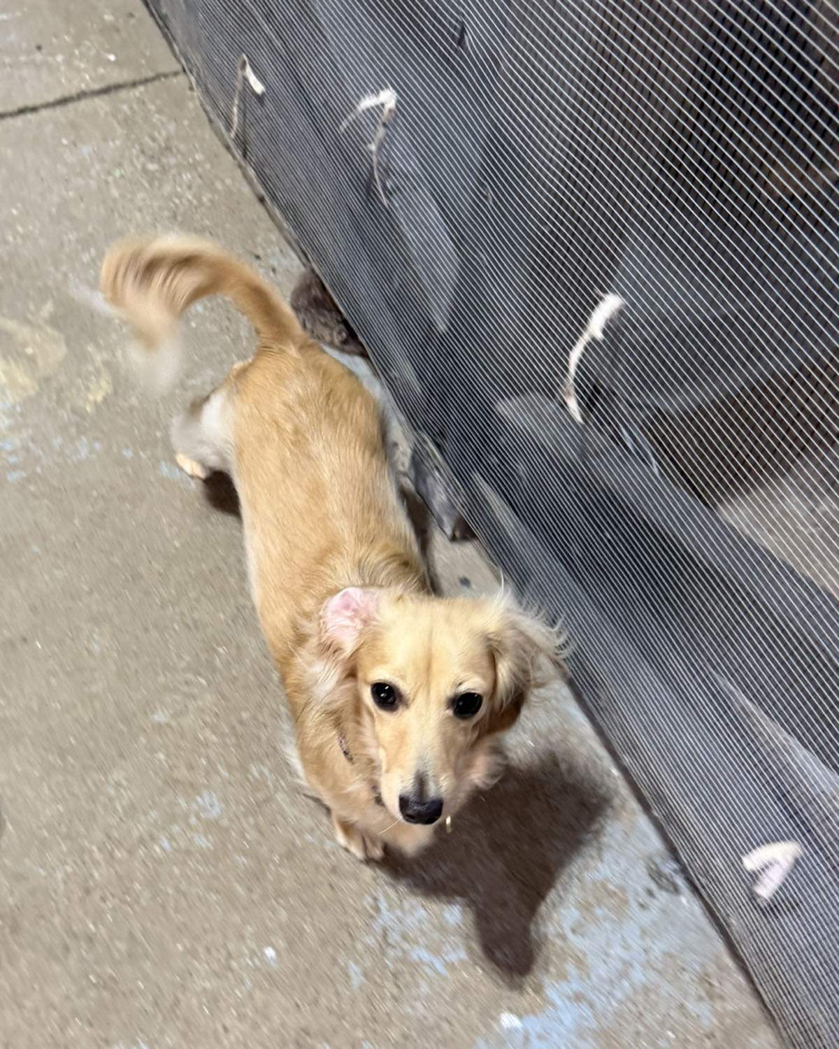 Small golden dog wagging its tail at Dogs R Us Collingwood