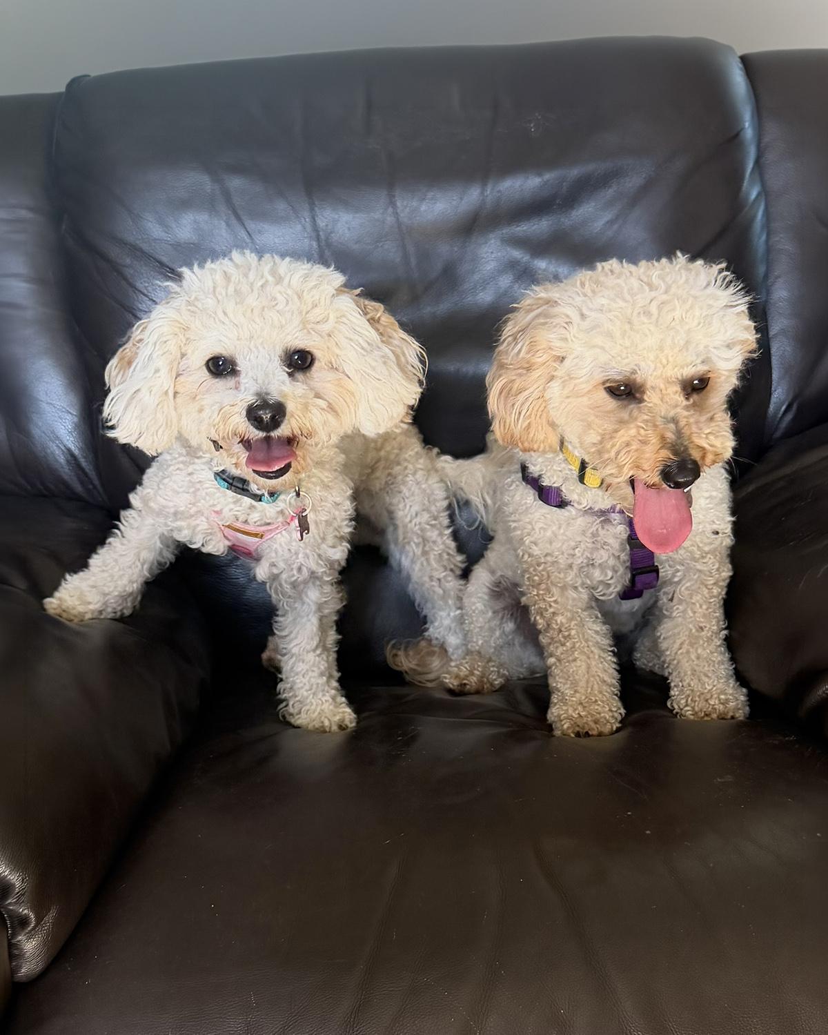 Two little poodle-mix dogs on a couch at Dogs R Us Collingwood