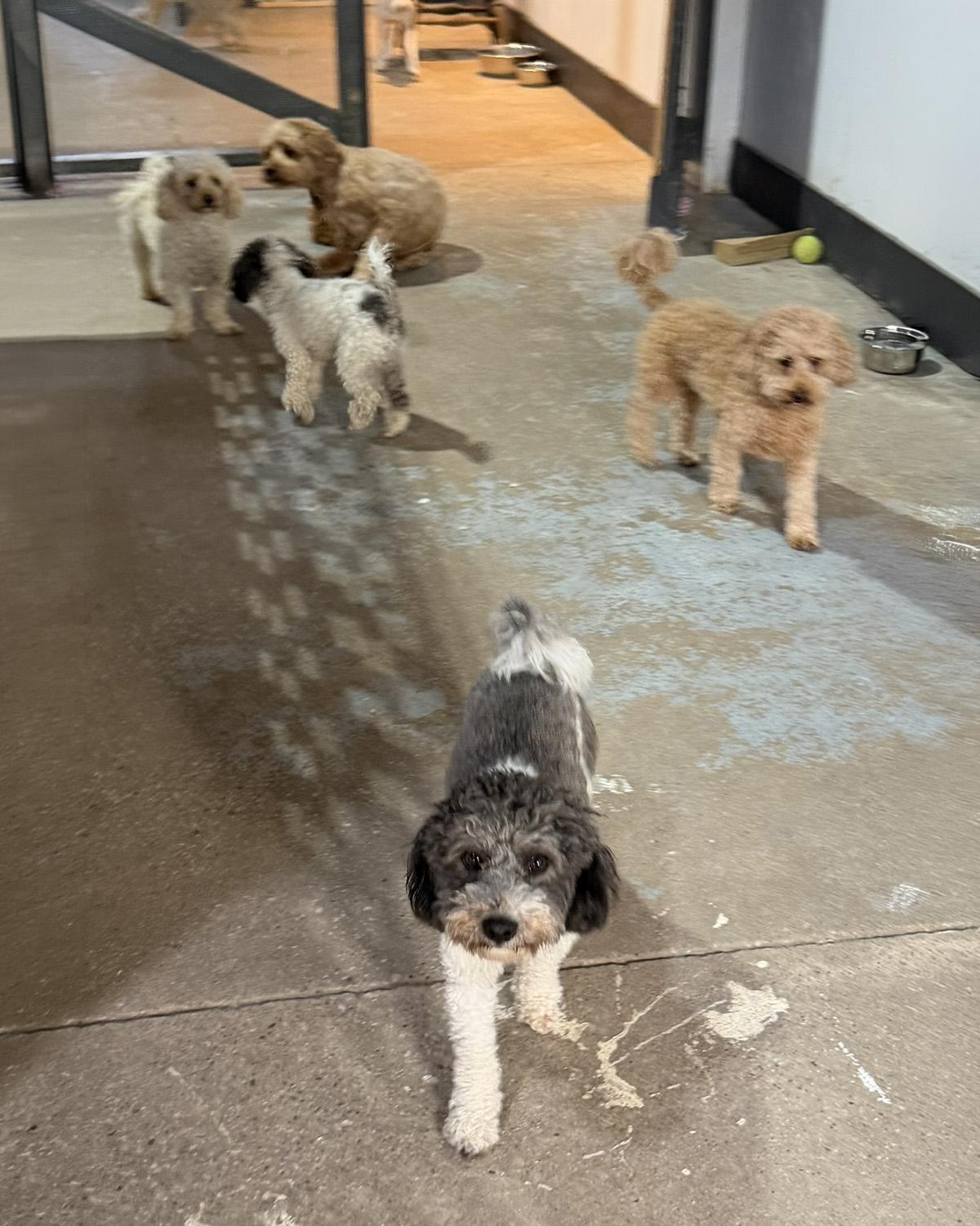 Little dogs playing together in the Dogs R Us daycare room