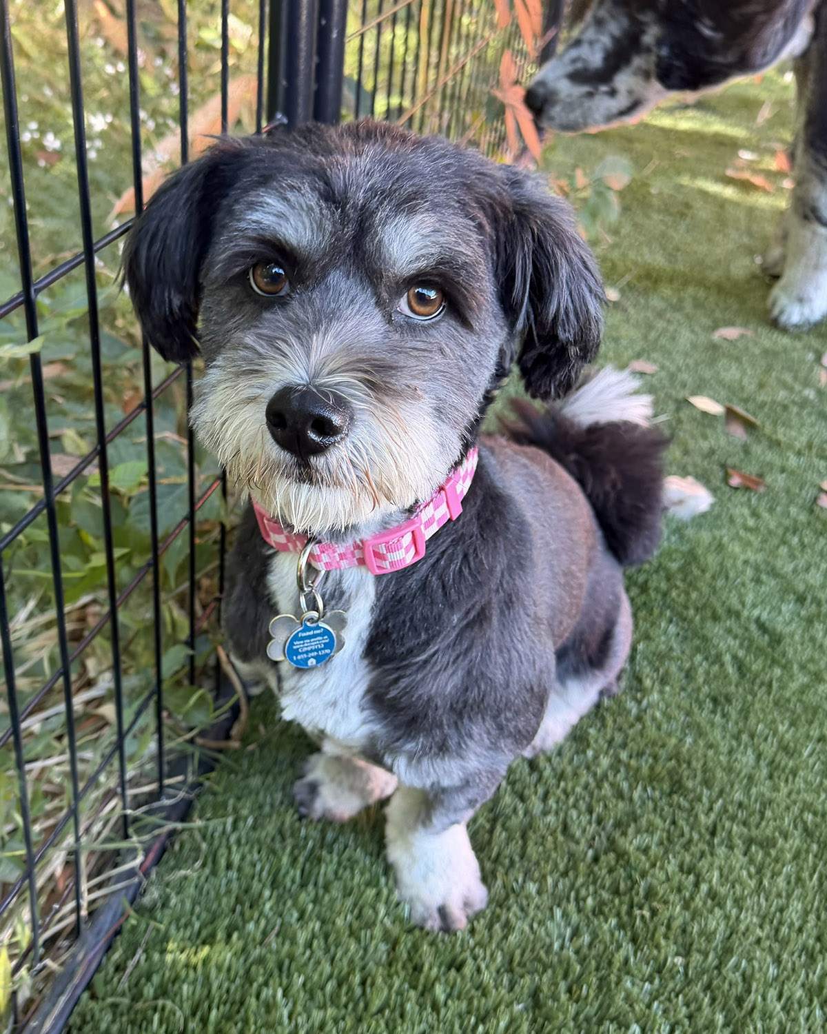 Small grey dog in a pink collar in the Dogs R Us yard