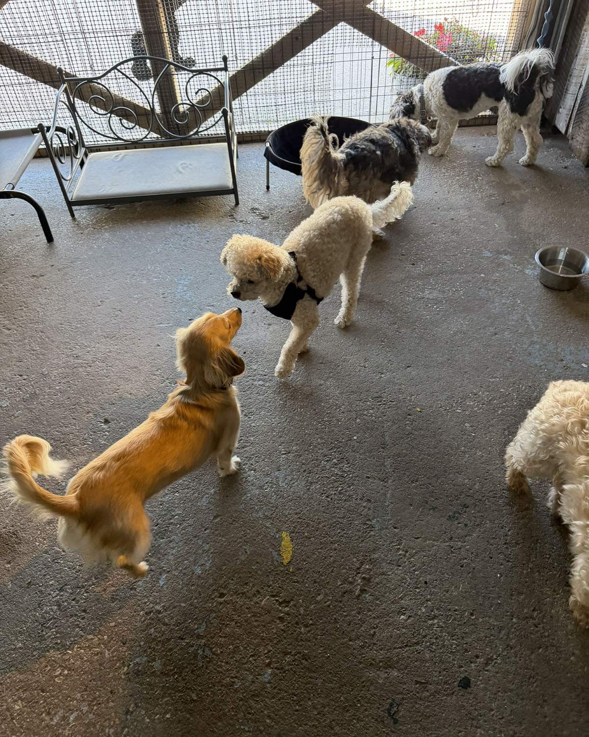 Little dogs socializing at Dogs R Us Collingwood daycare