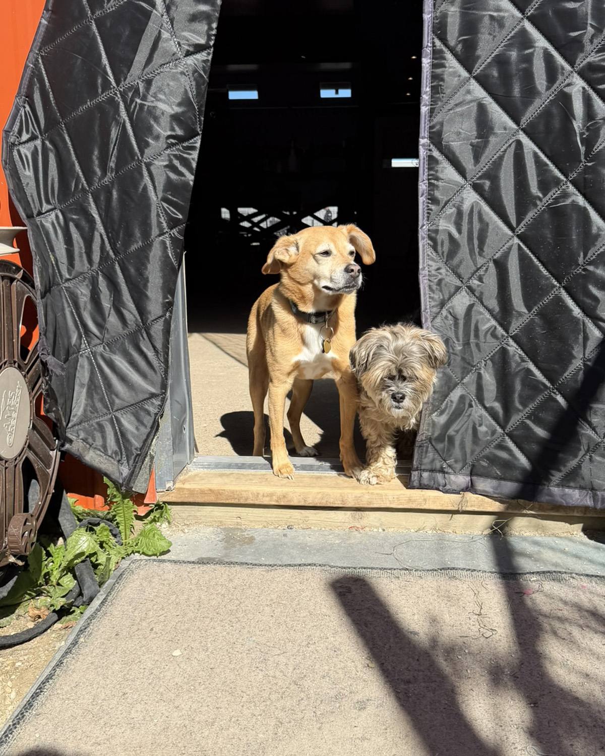 Two little dogs at the door of Dogs R Us Collingwood daycare