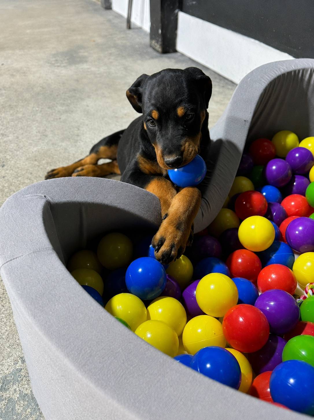 Dog enjoying daycare at Dogs R Us