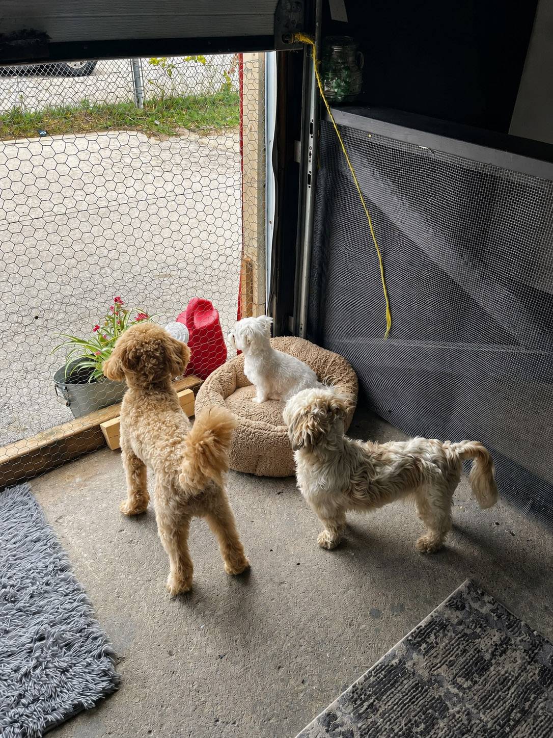 Small dogs playing safely at Dogs R Us Collingwood