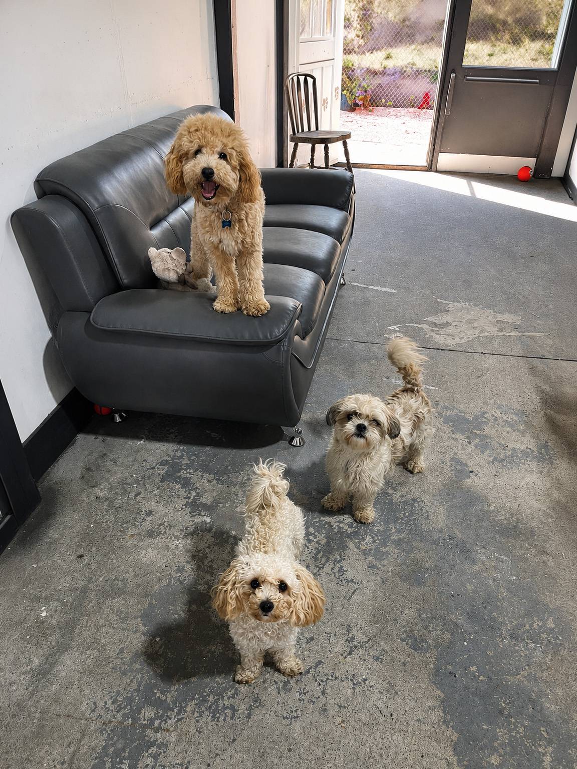 Dog enjoying daycare at Dogs R Us