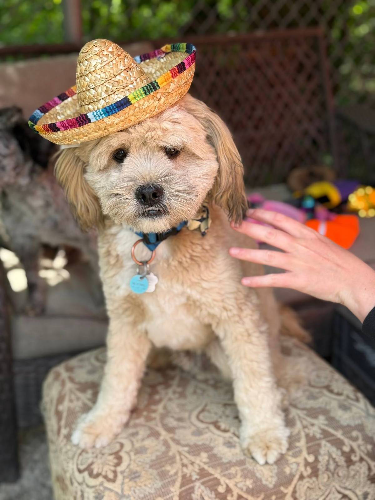 Dog enjoying daycare at Dogs R Us