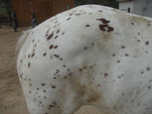 Appaloosa loin after treatment