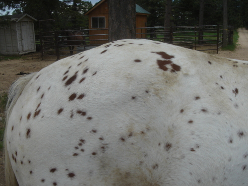 Appaloosa loin before treatment