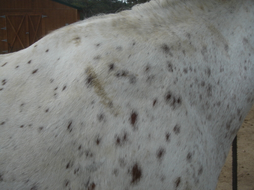 Appaloosa withers after treatment