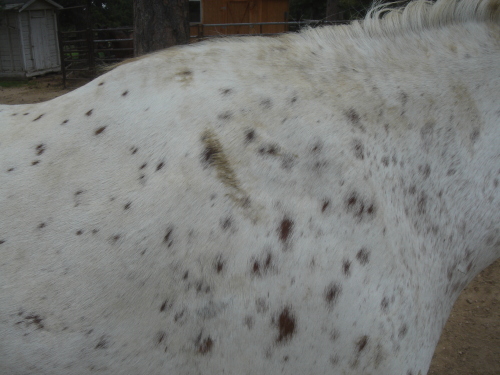 Appaloosa withers before treatment
