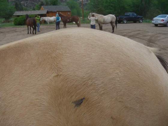 Palomino loin after treatment