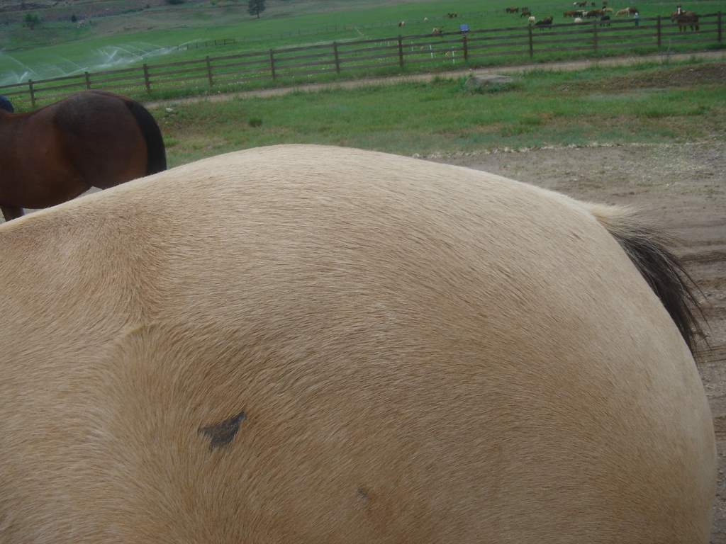 Palomino loin before treatment