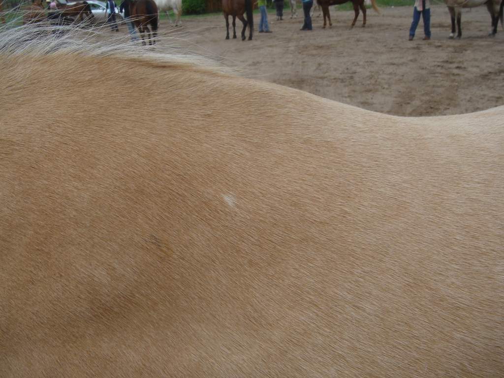 Close detail of a horse’s coat after bodywork