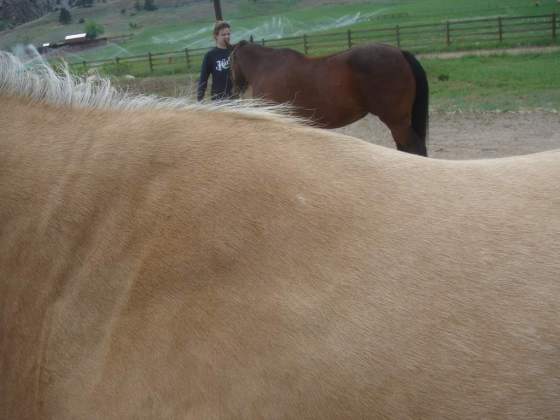 Palomino withers before treatment