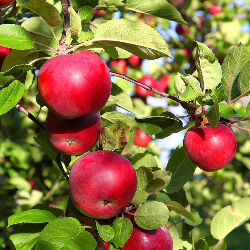 Ripe apples on the tree during orchard maintenance