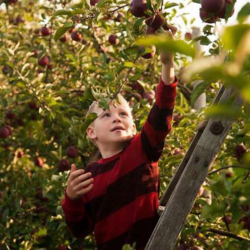 Live music at Kennedy Orchards