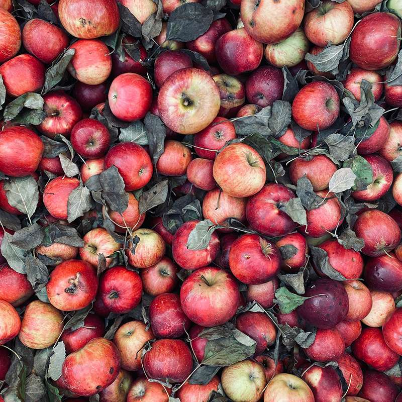 Mulmur Cider Co orchard