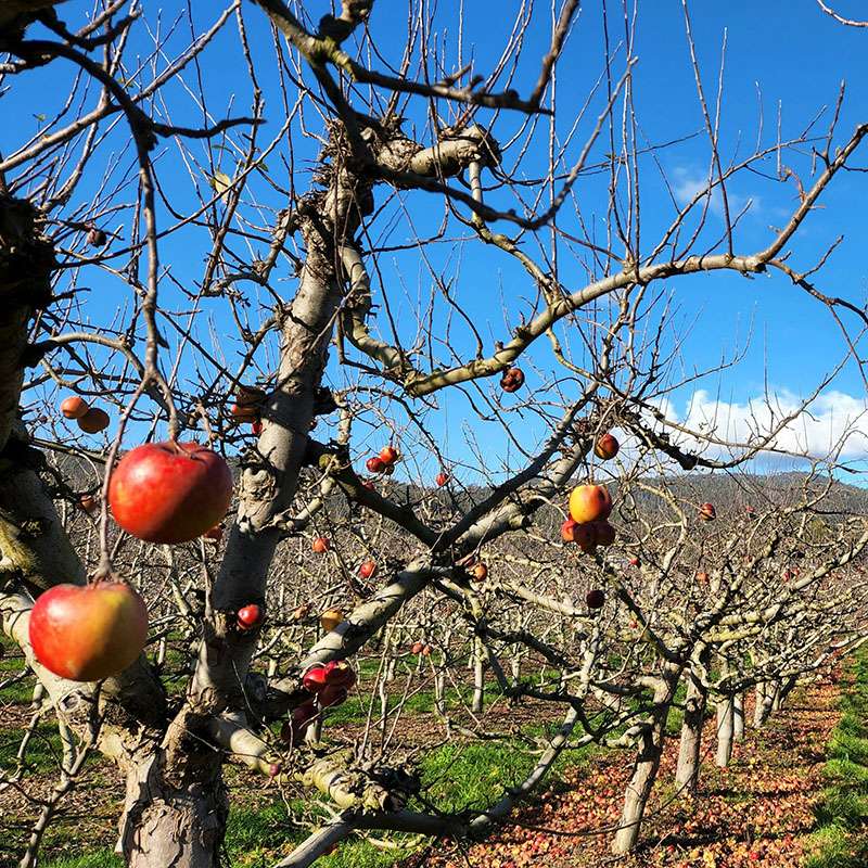 Mulmur Cider Co harvest
