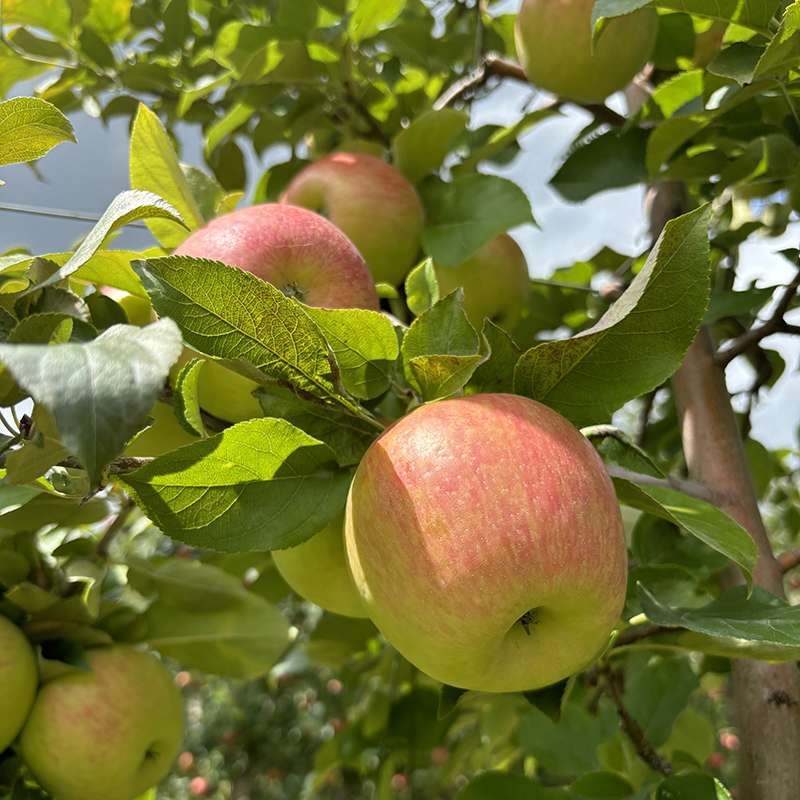 Ripe apples in the JC Agri Orchards trees