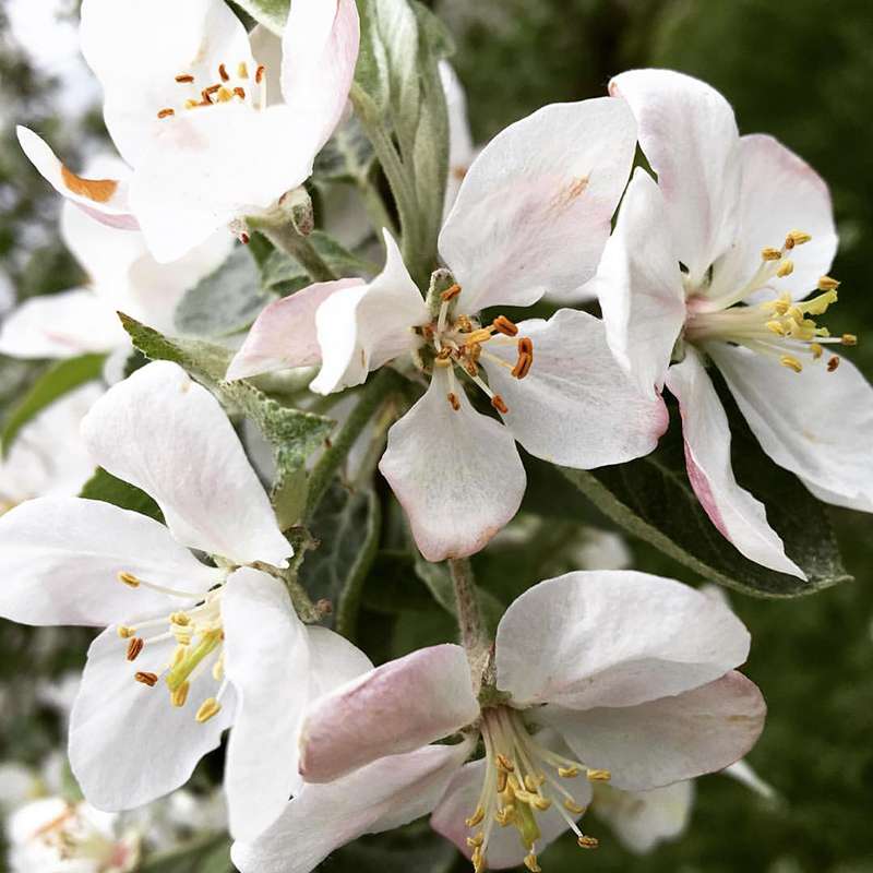 Apple blossoms in the orchard