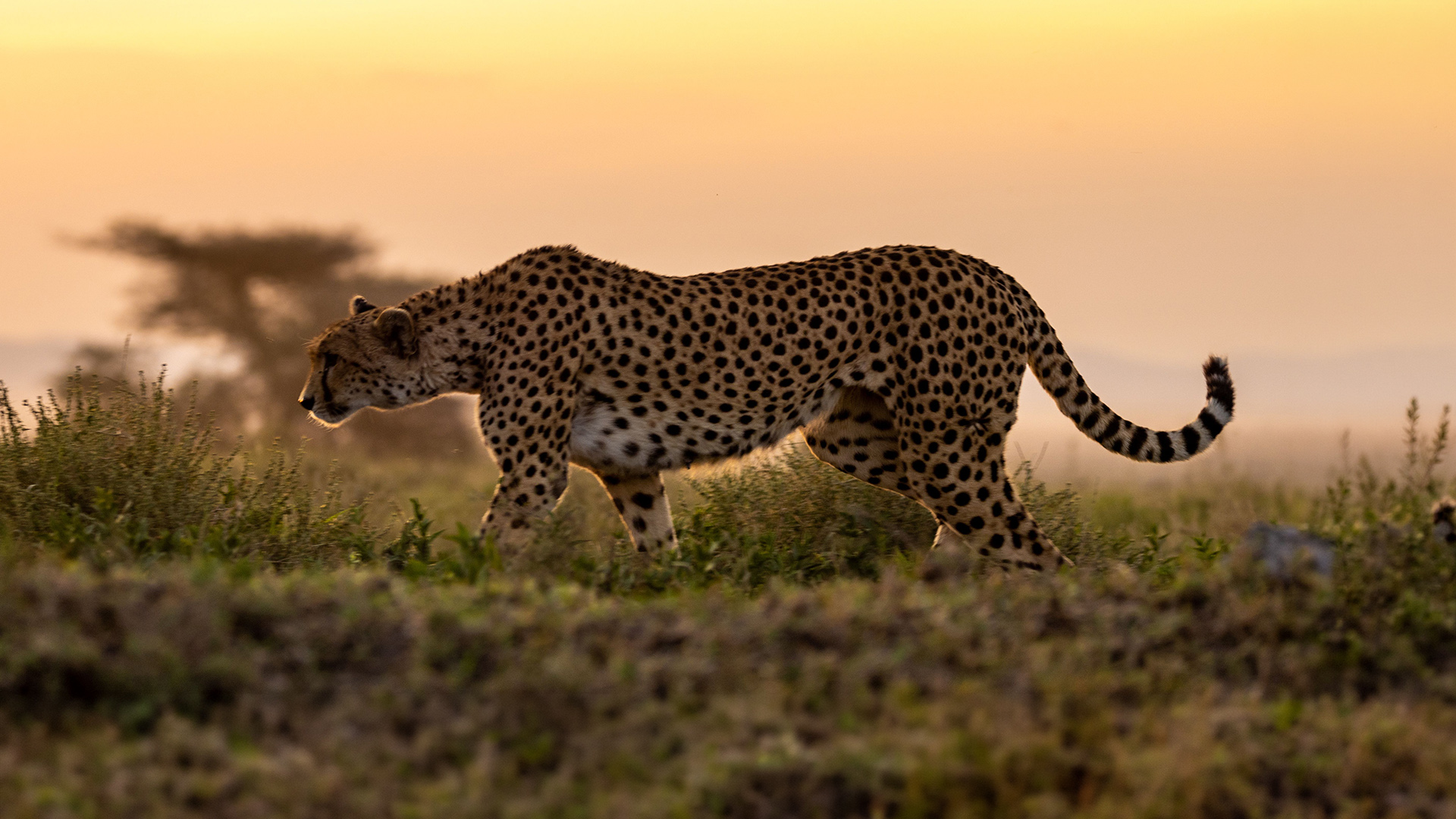 Cheetah walking across the savanna at golden hour