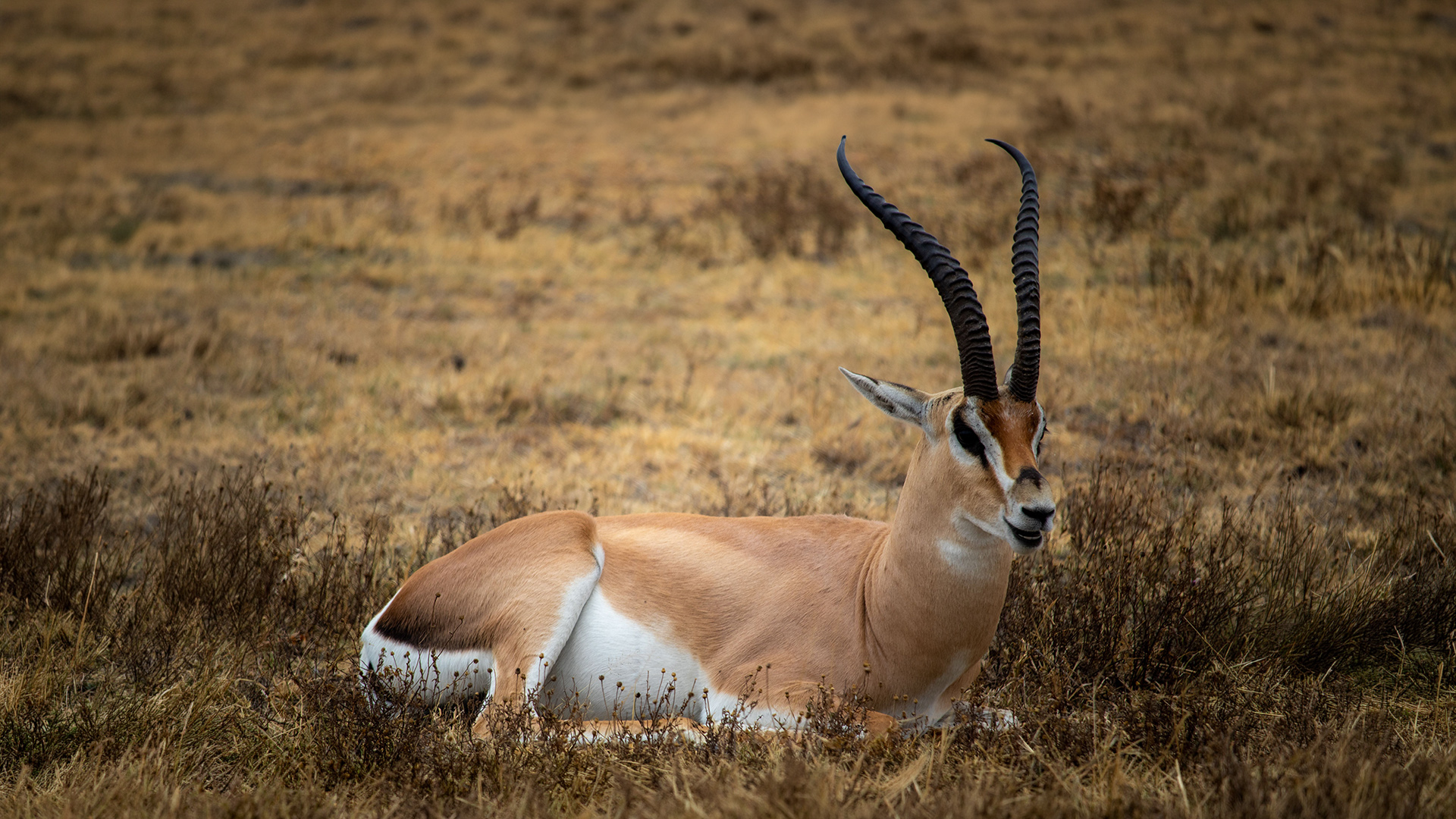 African savanna at golden hour — ready to start your journey with Tropisch Tours