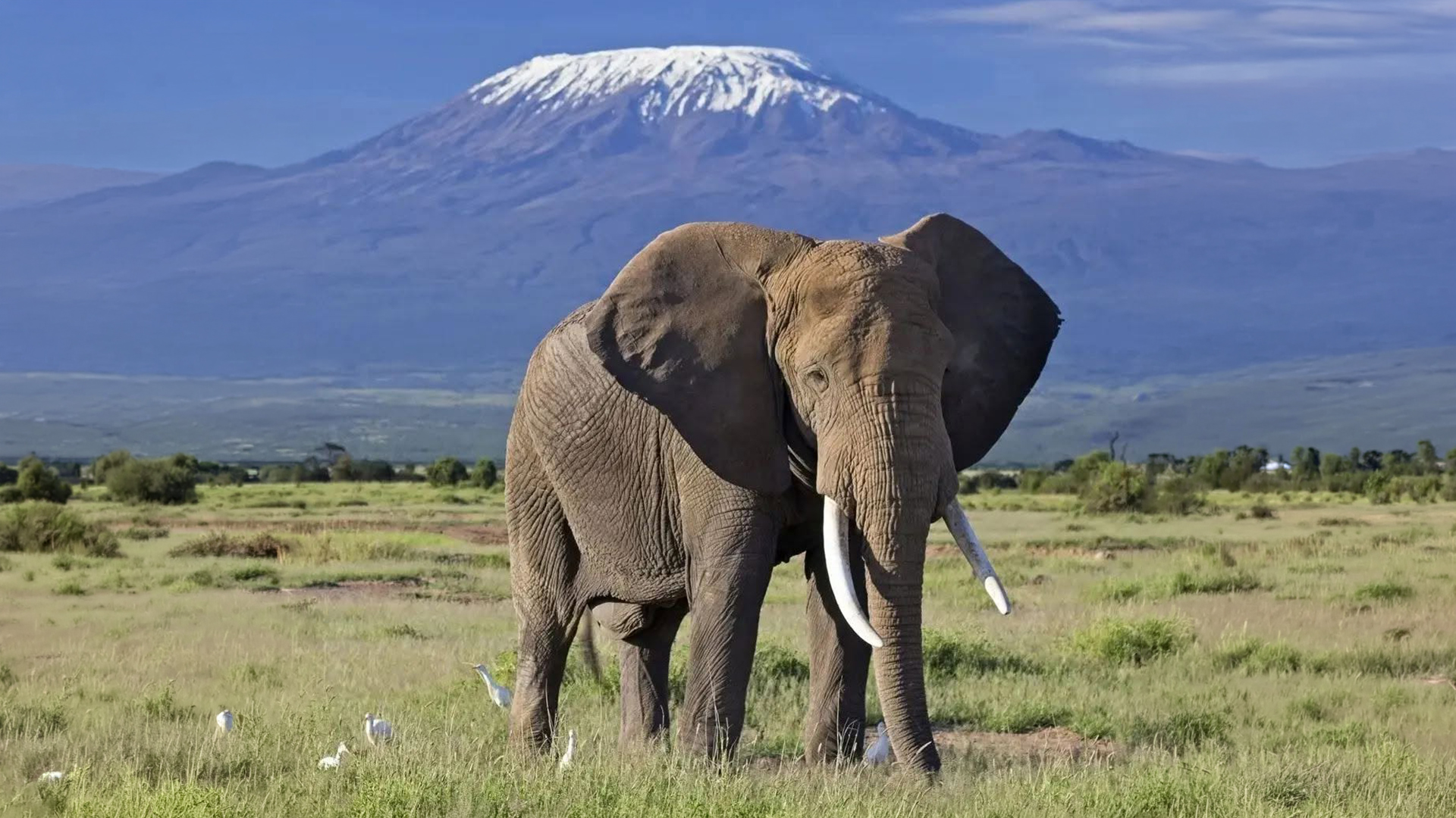 African elephants walking the Kenya savanna at golden hour
