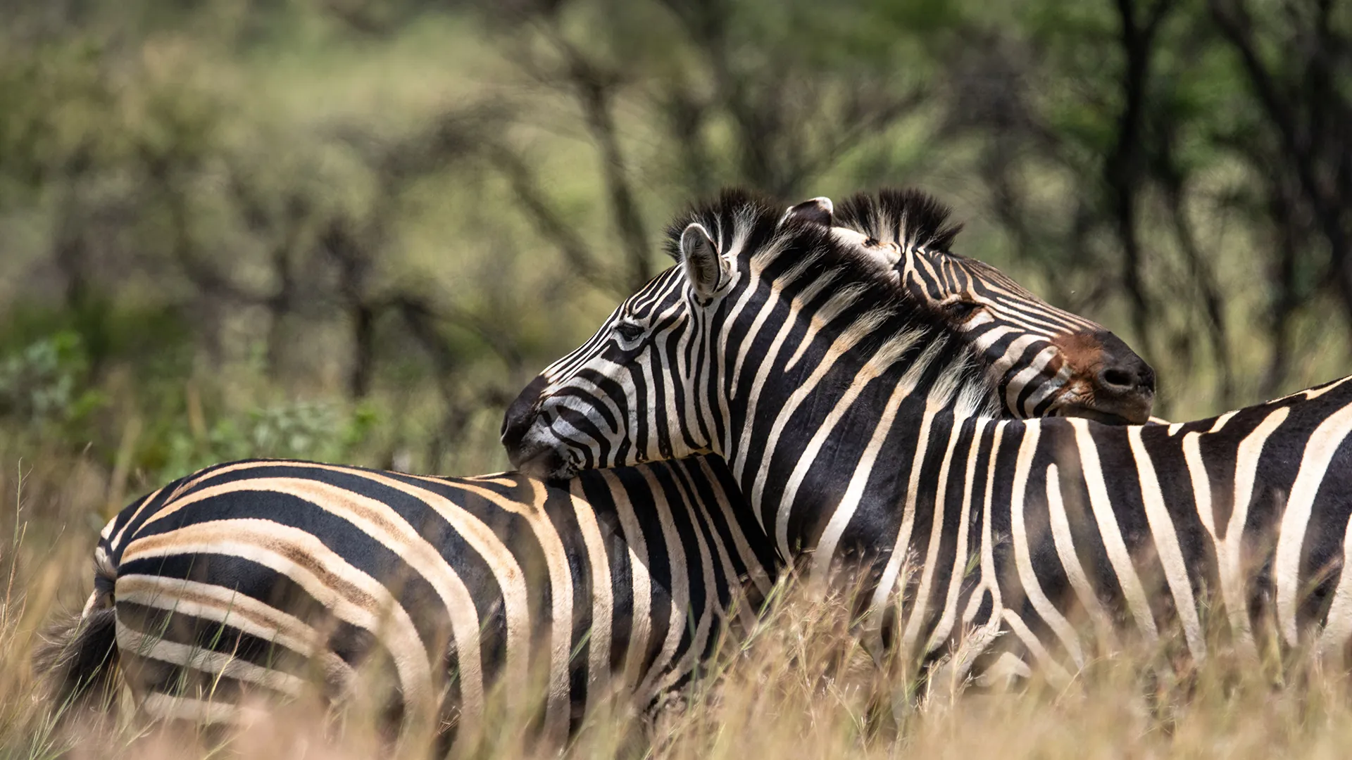 Zebra on the Maasai Mara savanna at sunset