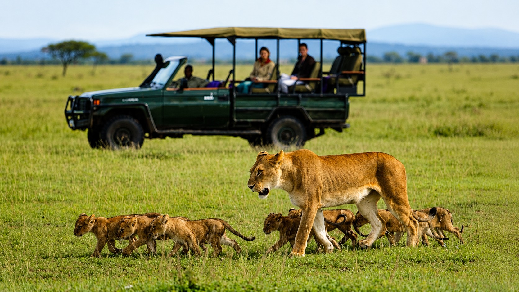 Lioness with cubs crossing the Amboseli savanna with a safari vehicle nearby