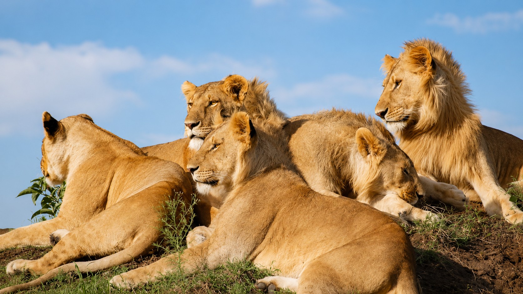 Lion pride resting on a grassy mound on the Kenyan savanna