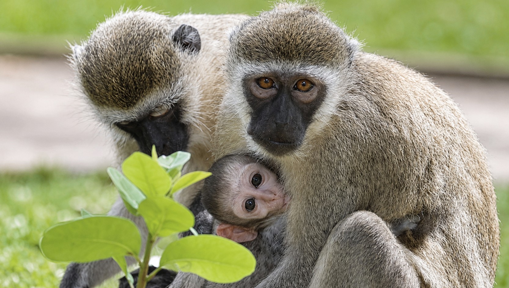 Vervet monkey family with a baby nestled between two adults near Diani