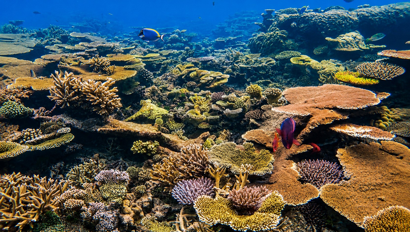 Colorful coral reef and tropical fish underwater near the Diani coast