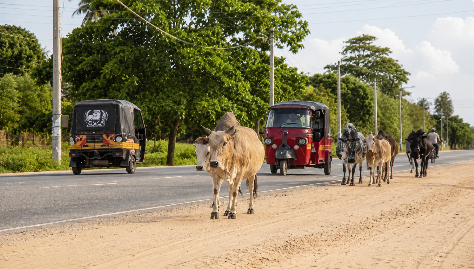 Tuk-tuks and cattle sharing a coastal road near Diani Beach