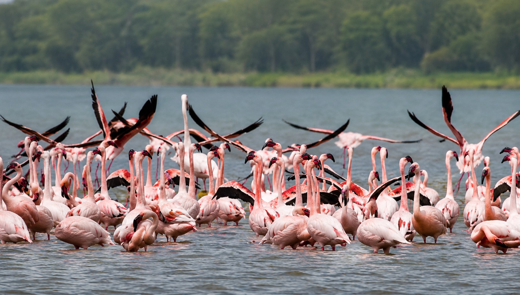 Flamingos gathering in shallow water at Lake Nakuru