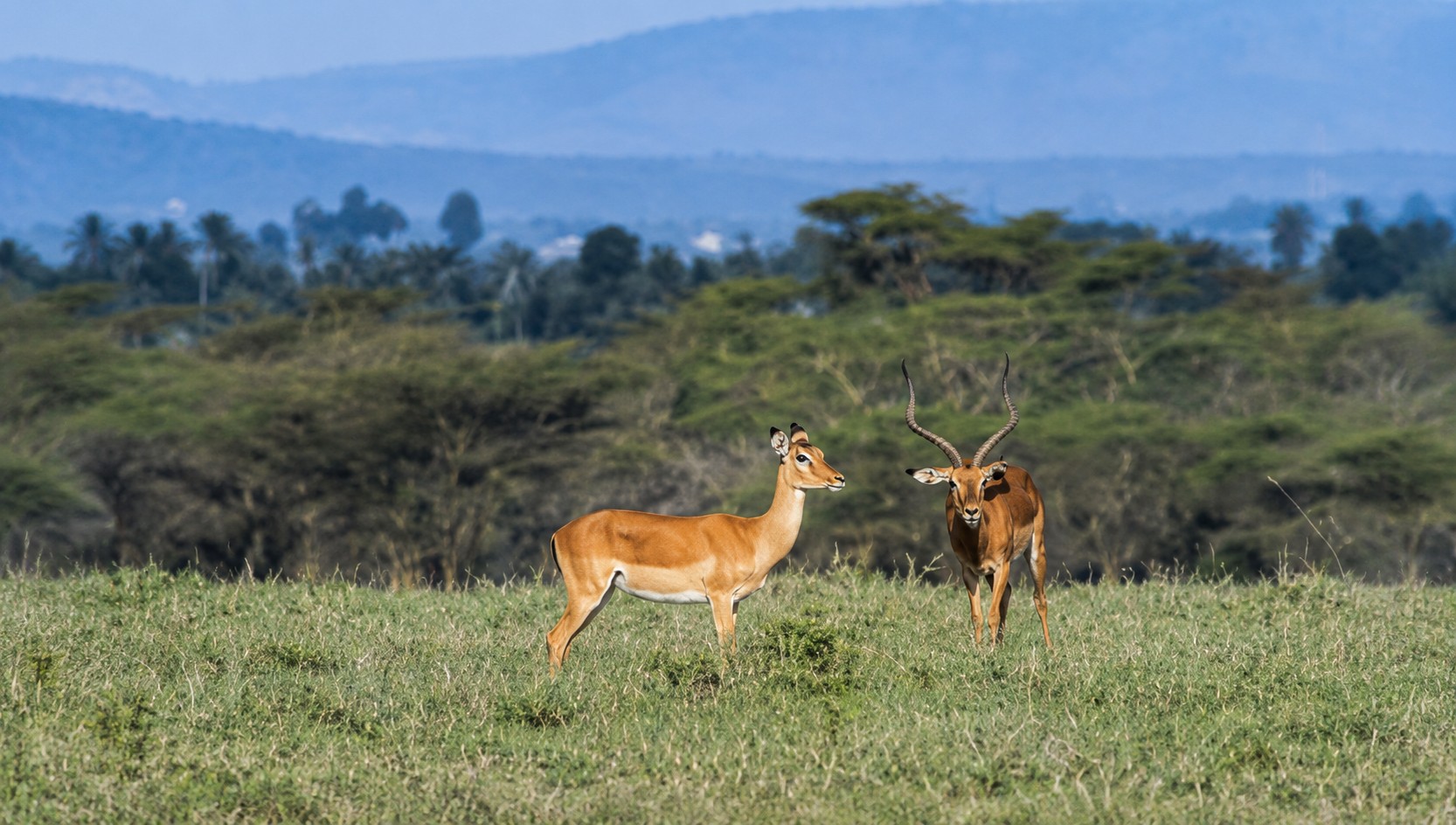 Male and female impala standing in green savanna grassland with distant blue mountains