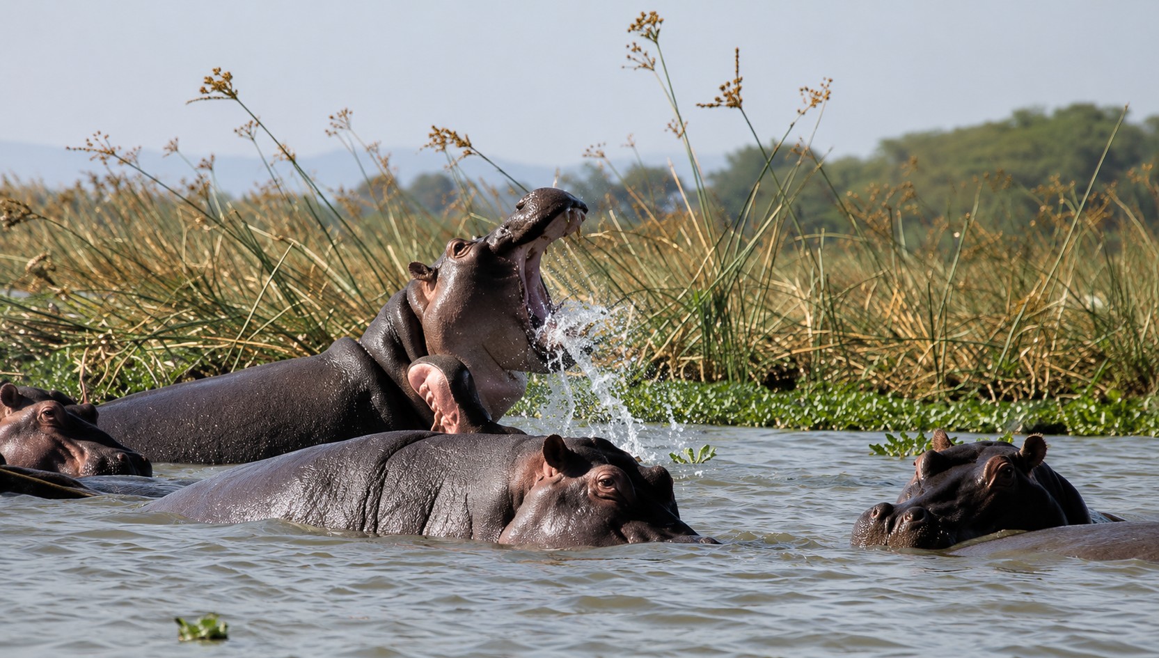 Hippo yawning with mouth wide open among a pod in reed-lined waters