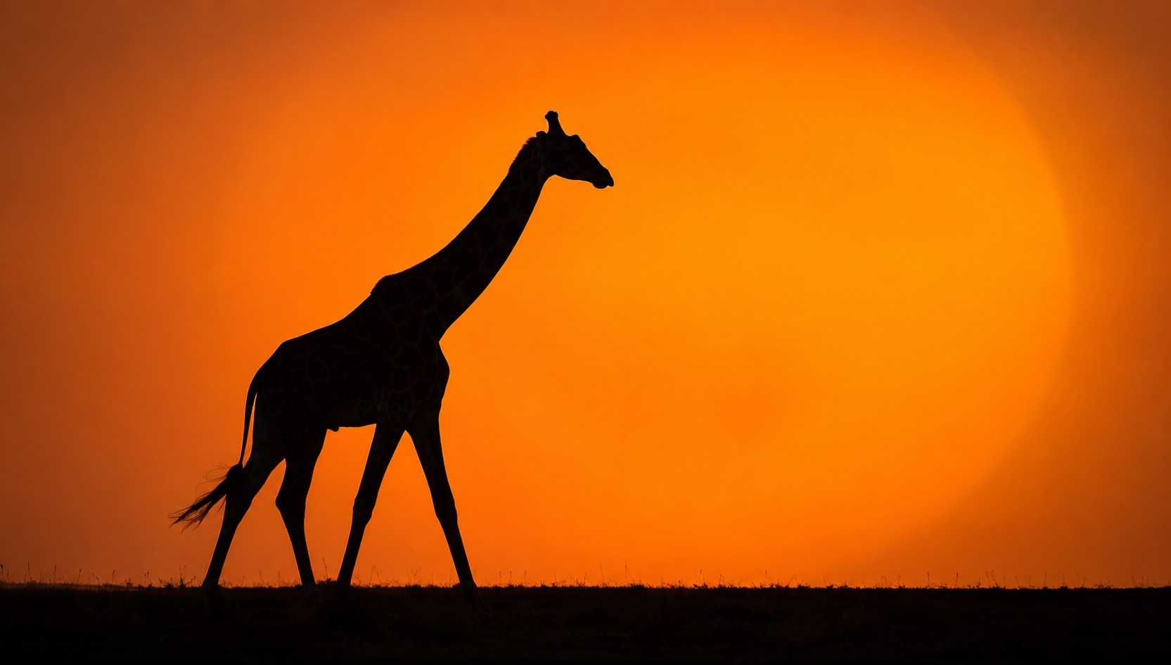 Giraffe silhouette against an orange African sunset
