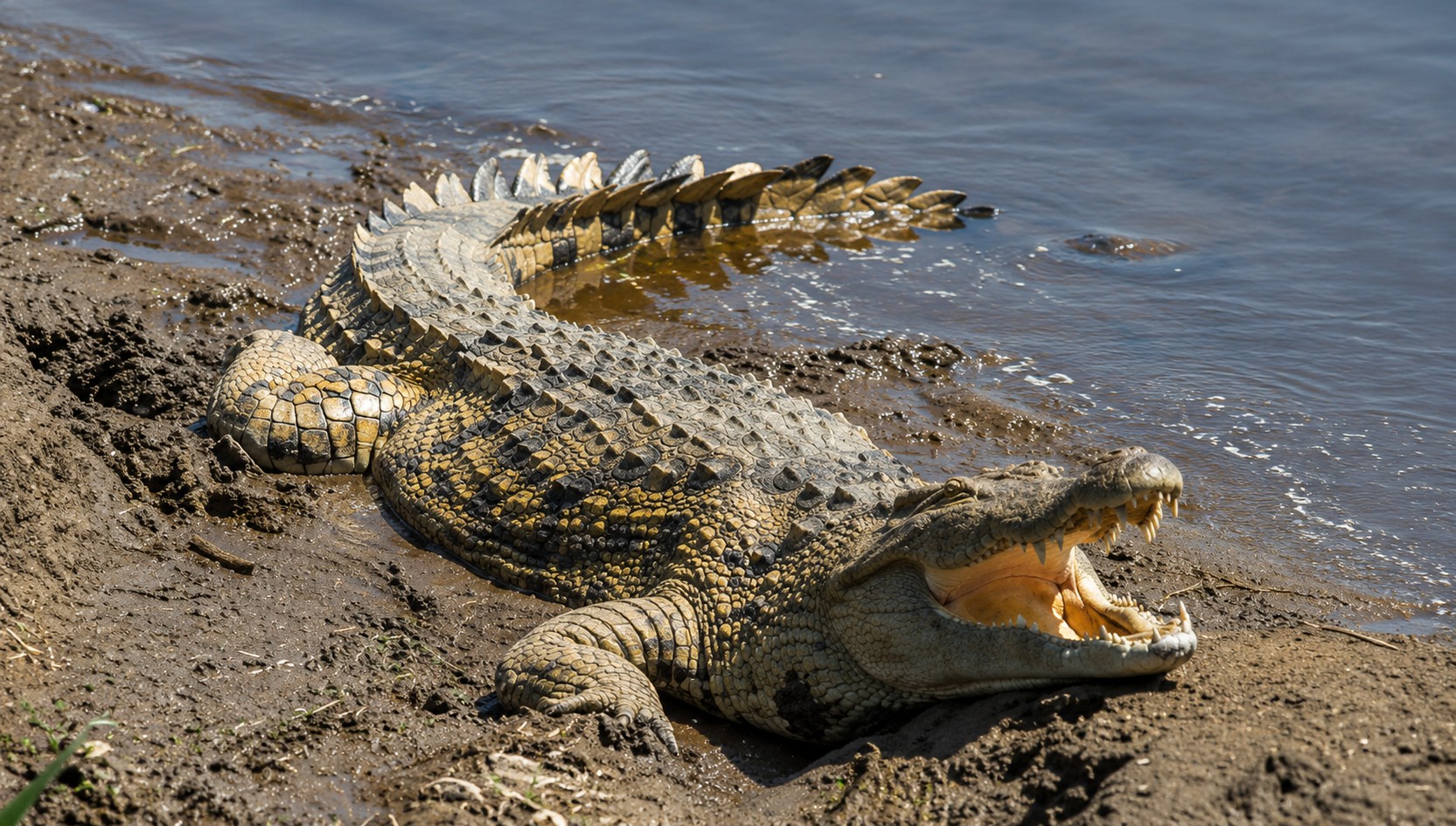 Nile crocodile with jaws wide open resting on a muddy riverbank