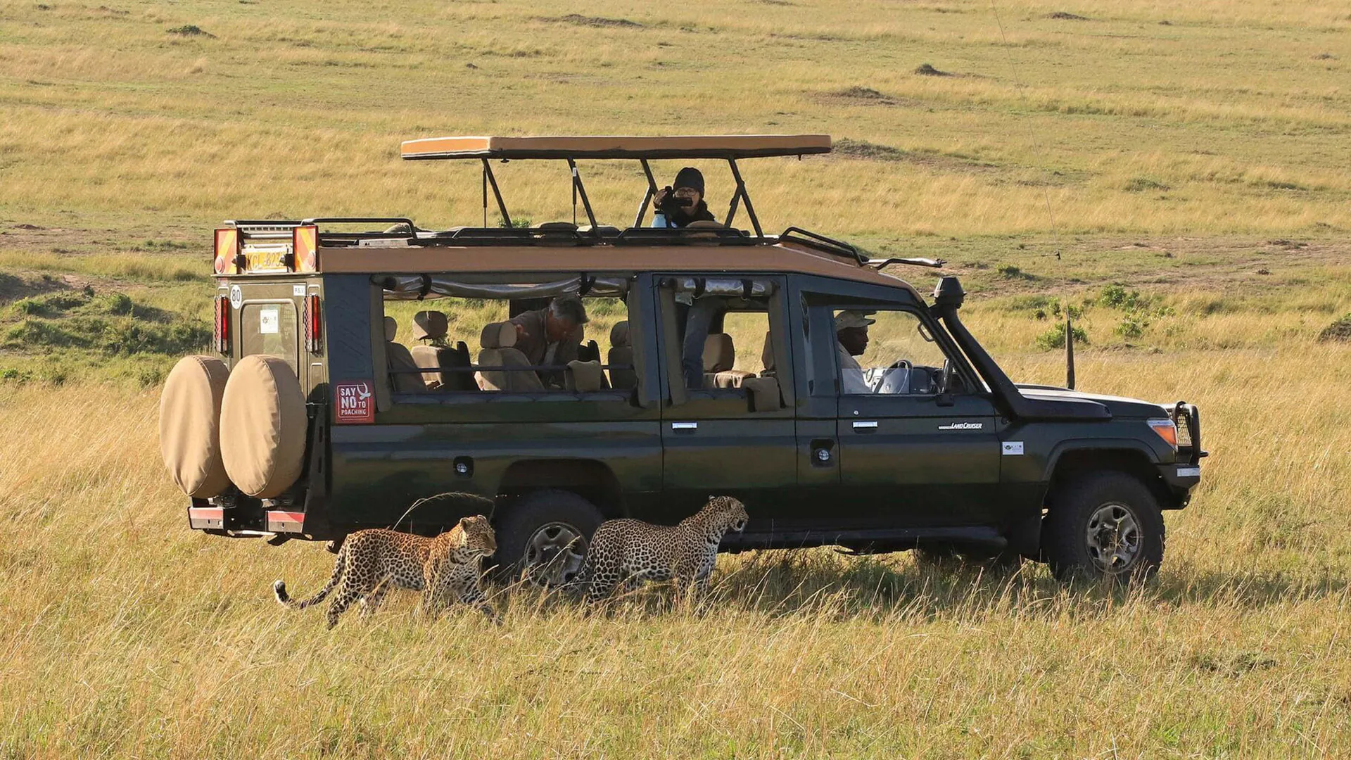 Two leopards walking past a safari Land Cruiser on the Amboseli Tsavo Taita Hills route