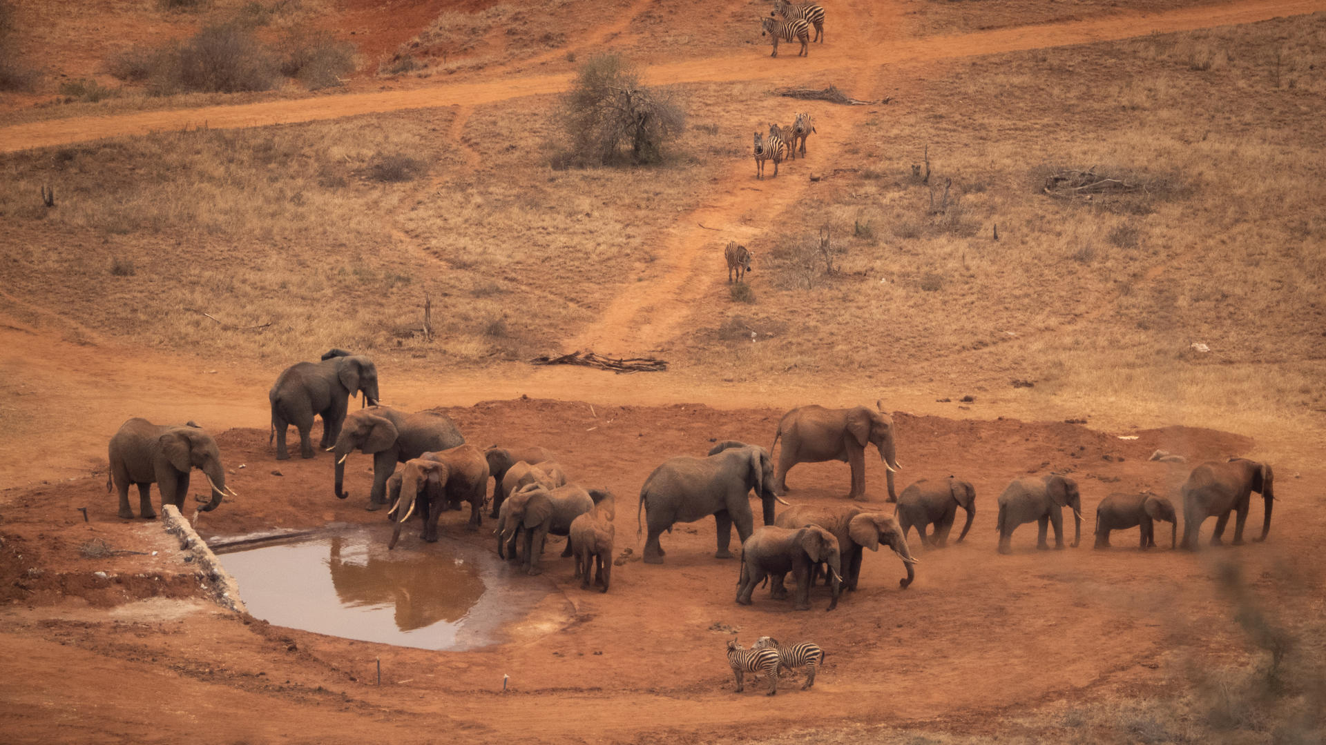 Herd of elephants and zebras gathered at a watering hole on red Kenyan soil
