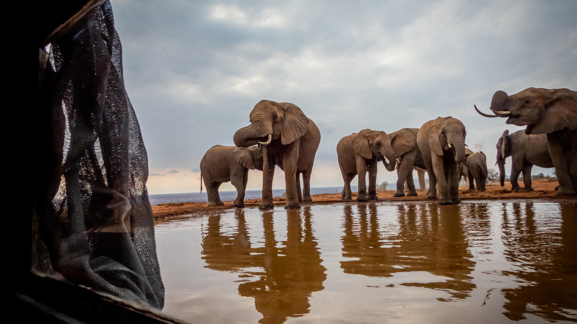 African elephant herd drinking at a muddy watering hole during a game drive