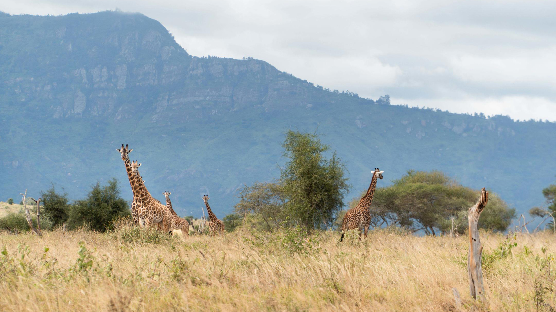 Giraffes in tall golden grass with mountain ranges beyond in southern Kenya