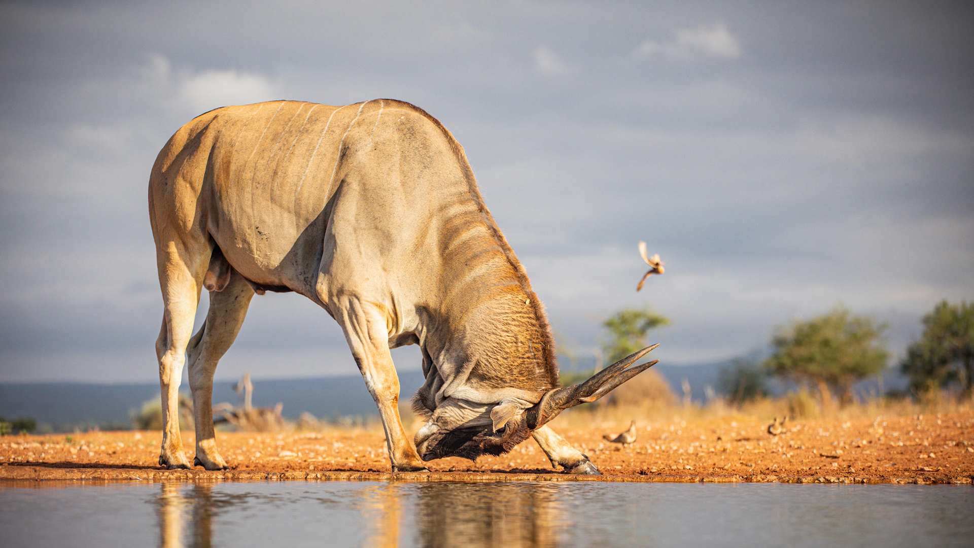 Large eland with spiral horns at a watering hole in the Kenyan wilderness