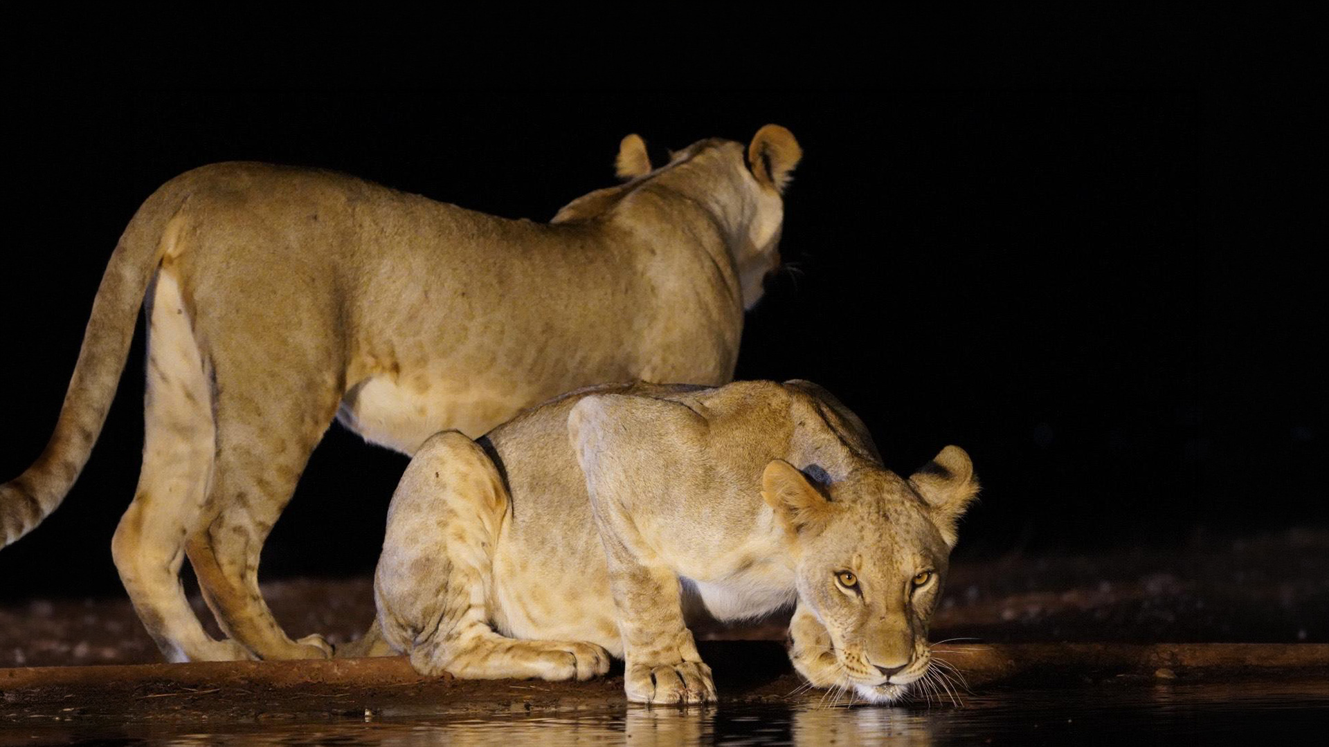 Two lionesses at a watering hole at night during a Kenya safari night drive