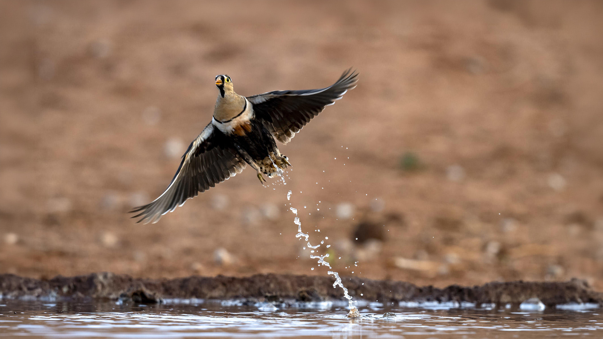 Yellow-throated sandgrouse taking flight from a watering hole, trailing water droplets