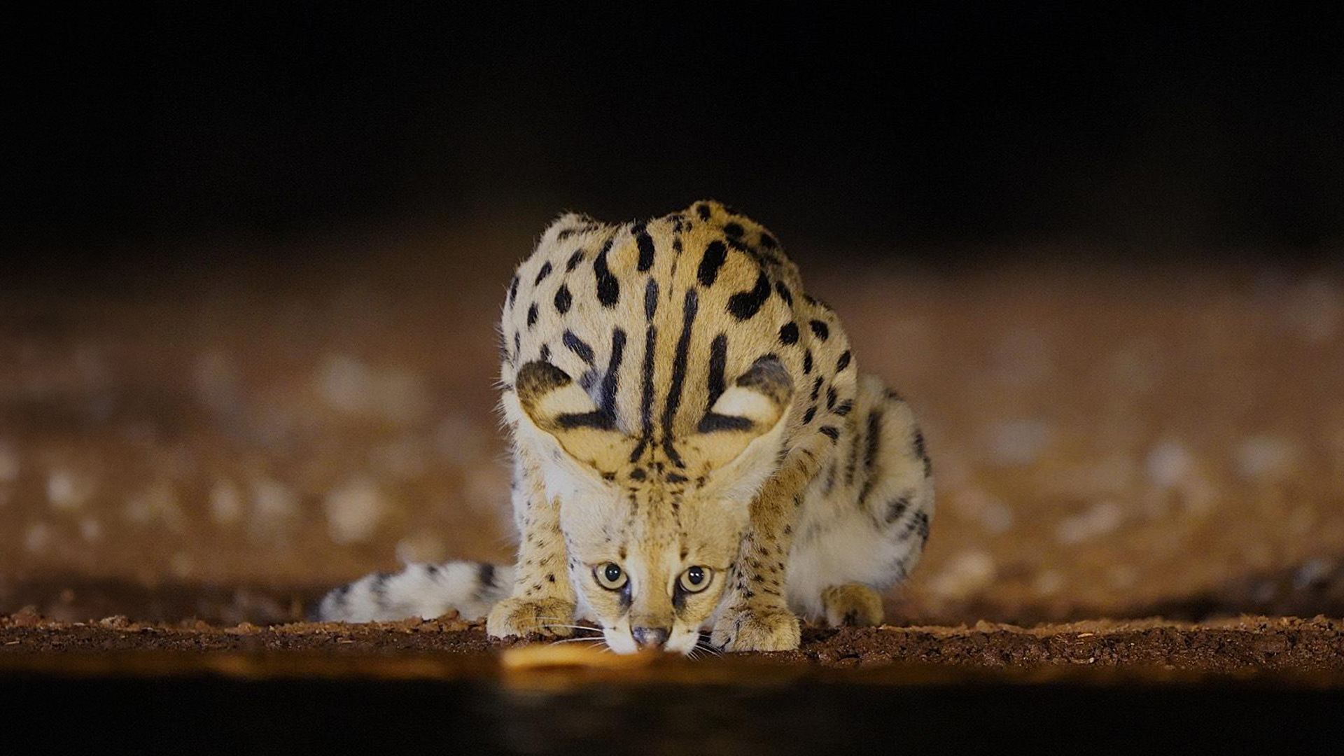 Spotted serval cat crouched at a waterhole during a night safari in Kenya