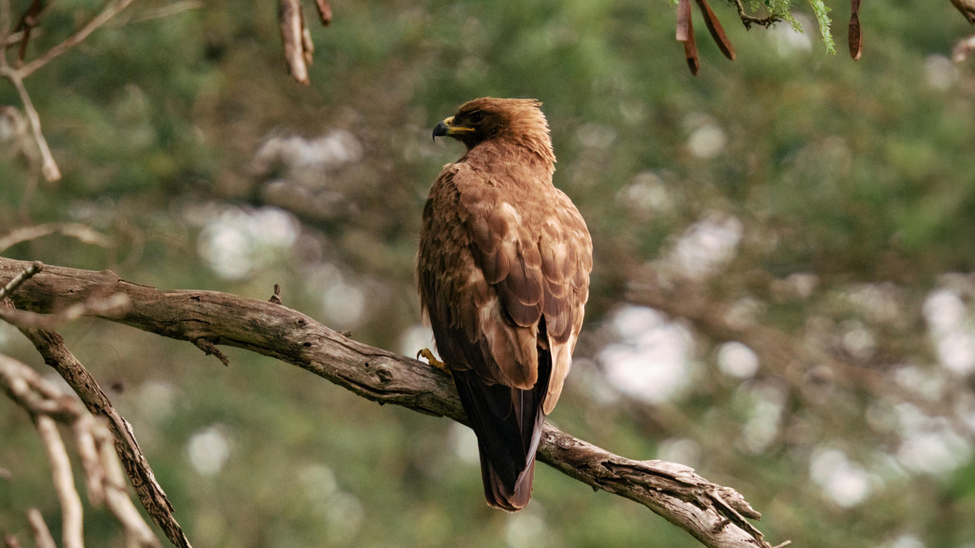Tawny eagle perched on a tree branch in Amboseli, Tsavo or Taita Hills country