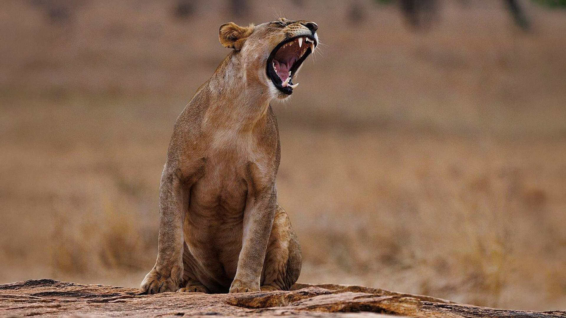 Lioness yawning on a rocky outcrop in the Kenyan savanna