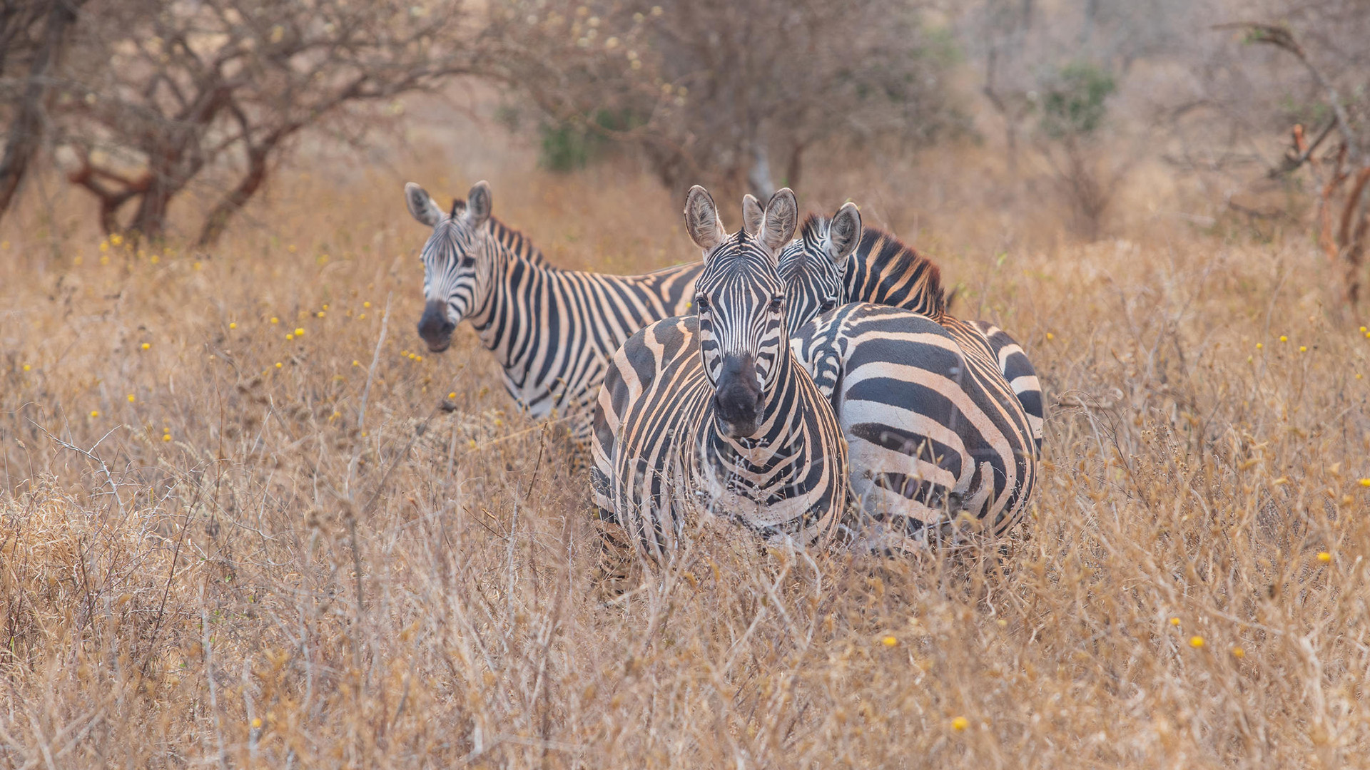 Herd of plains zebras standing in dry golden grass on safari in Kenya